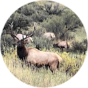 Jim Gibson profile picture